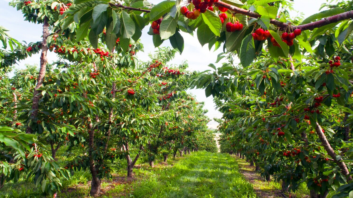 Cherry orchard in bloom