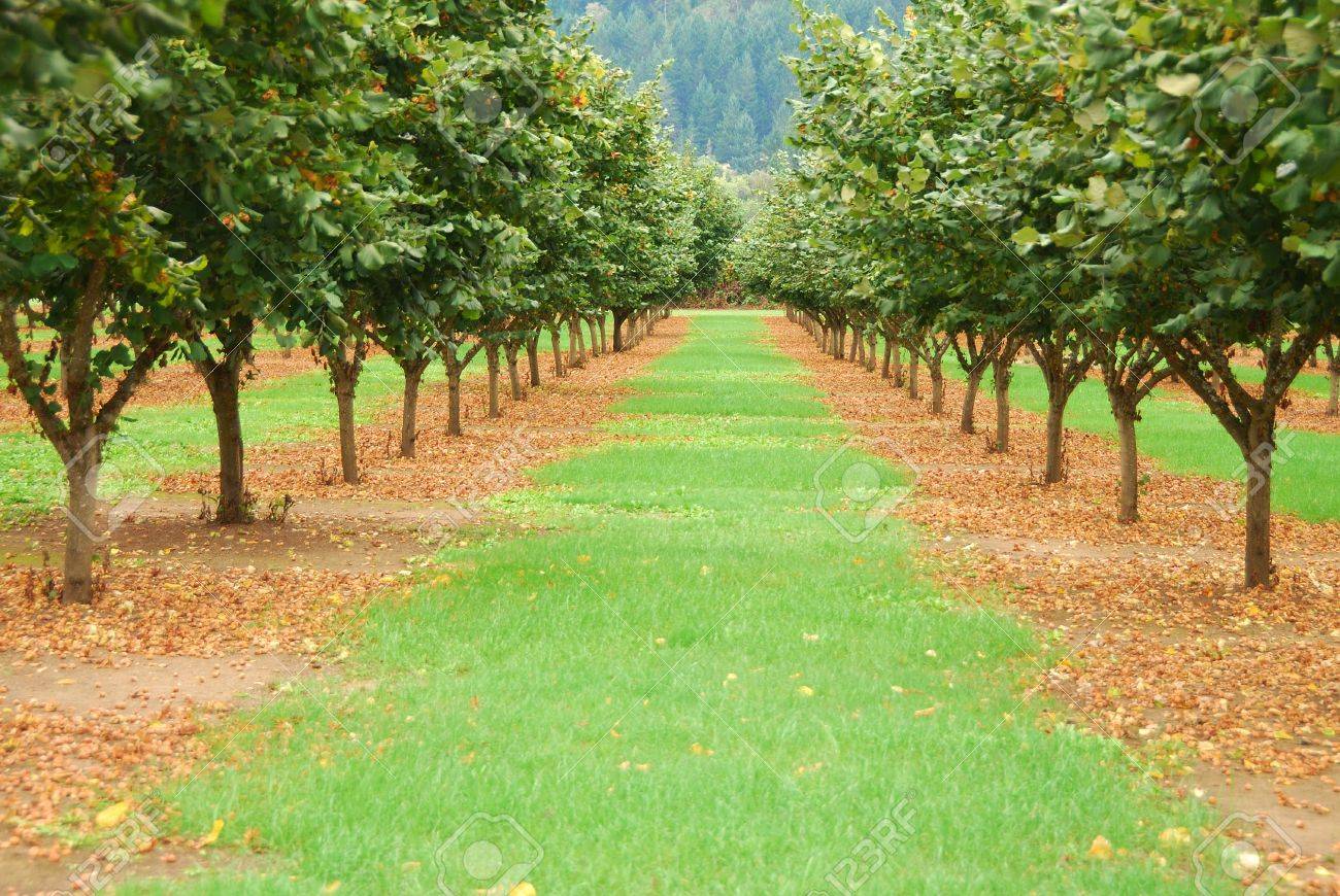 Hazelnut trees
