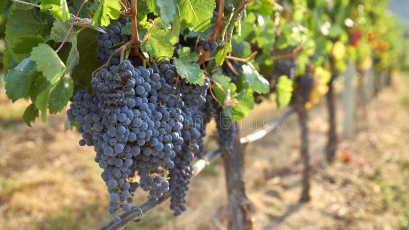 Eficiencia en el riego